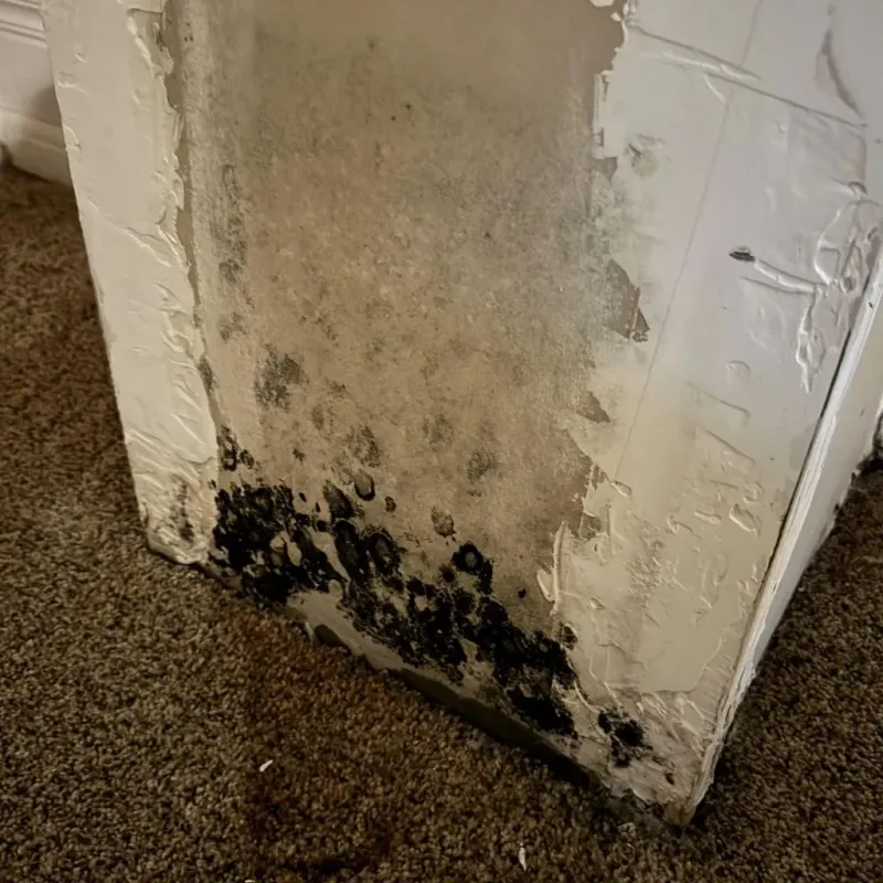 Professional Mold Removal in Yolo County, CA